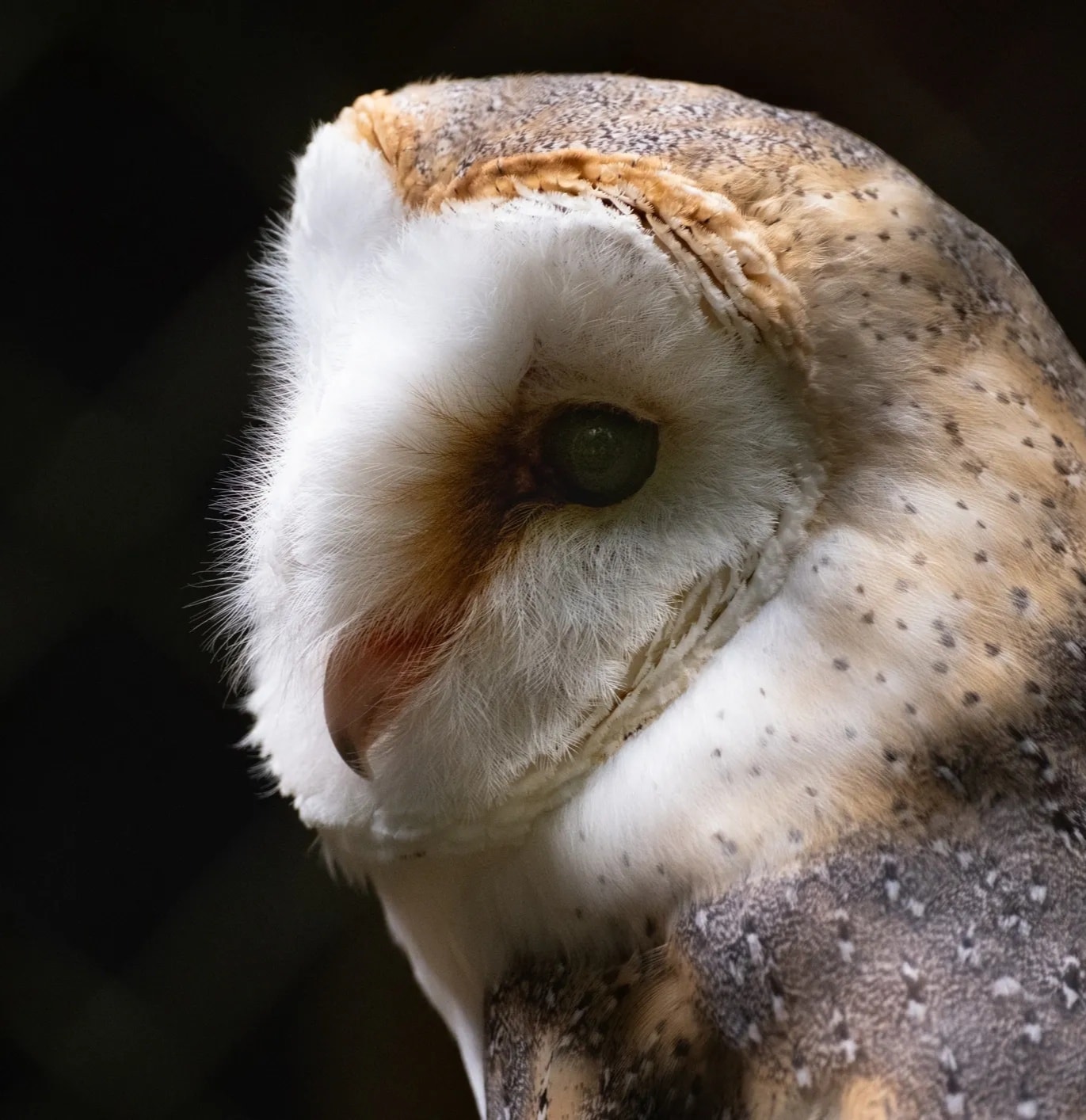 Barn Owl — portrait