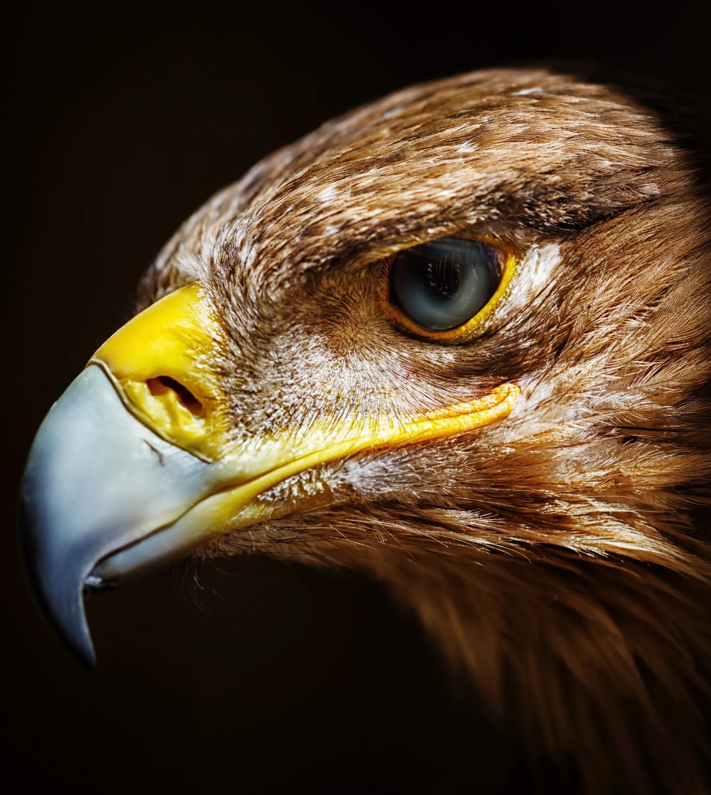 Golden Eagle — portrait