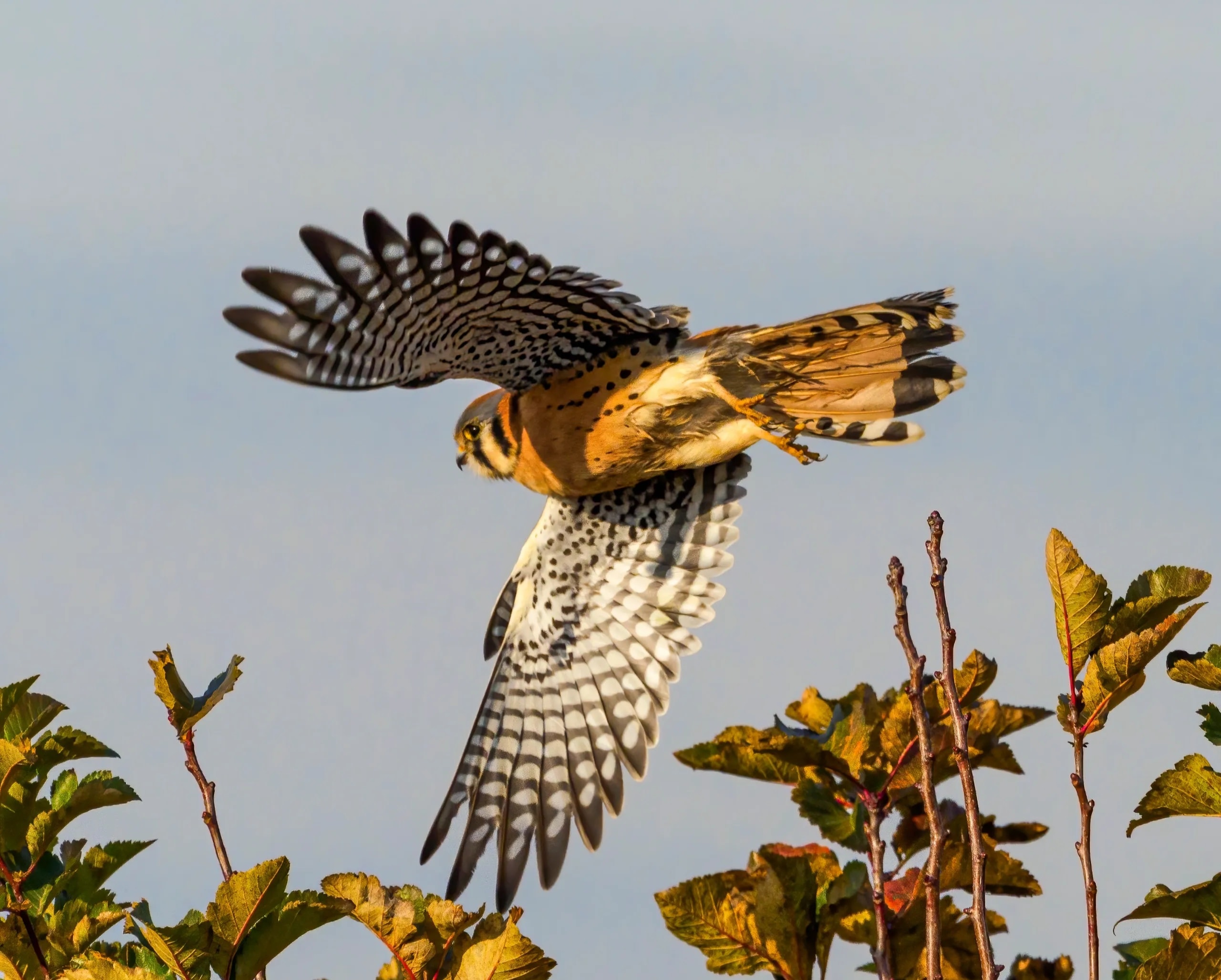American Kestrel — portrait