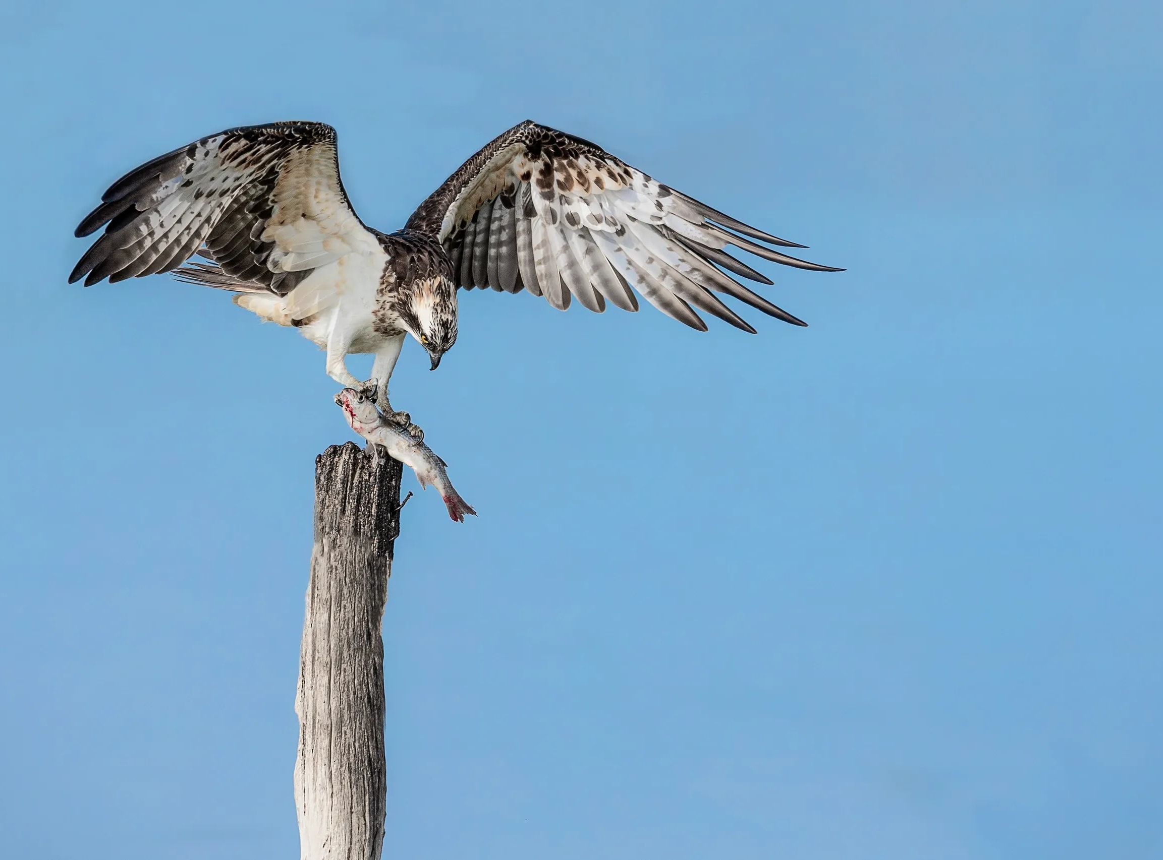 Osprey — portrait