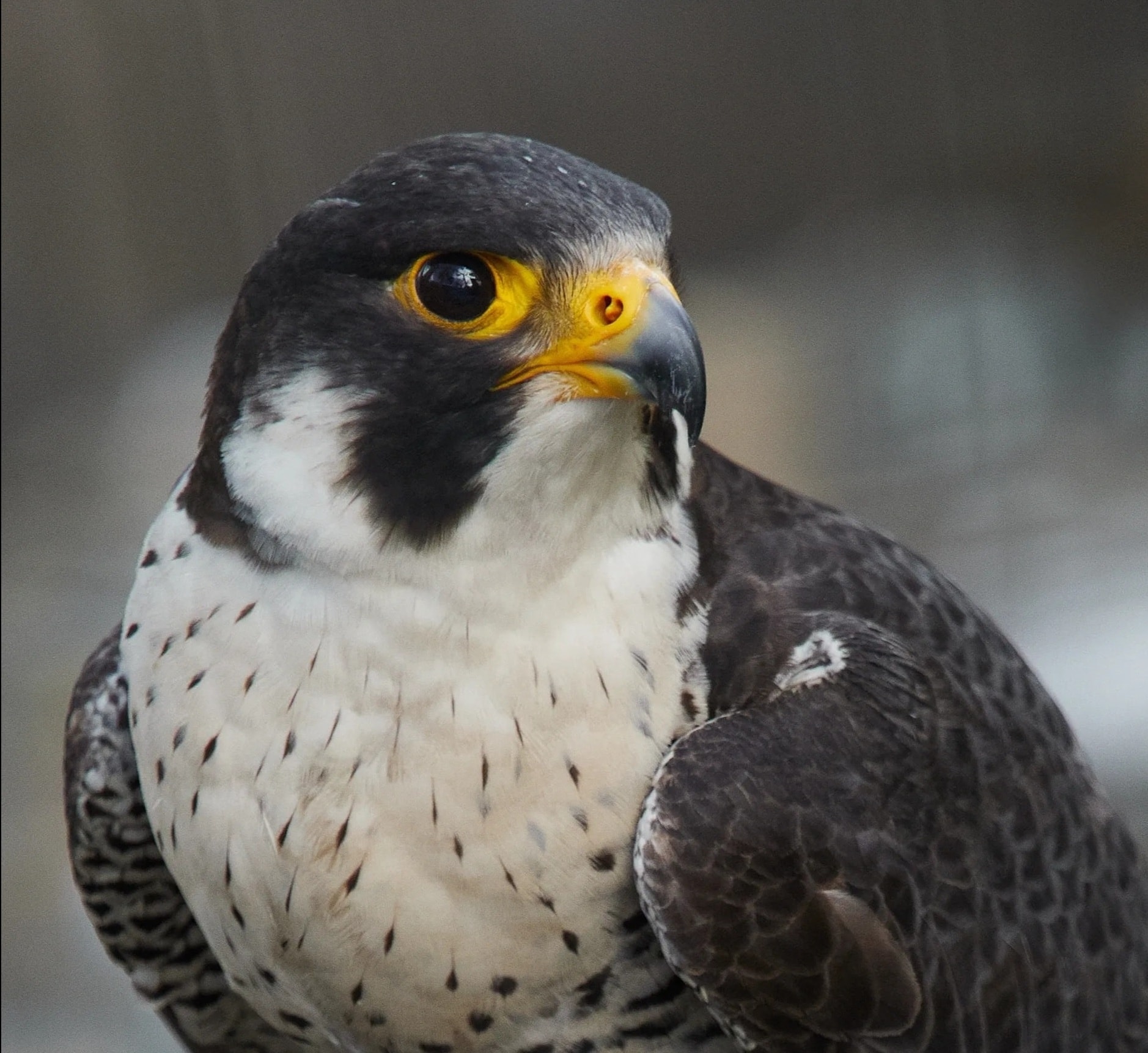 Peregrine Falcon — portrait
