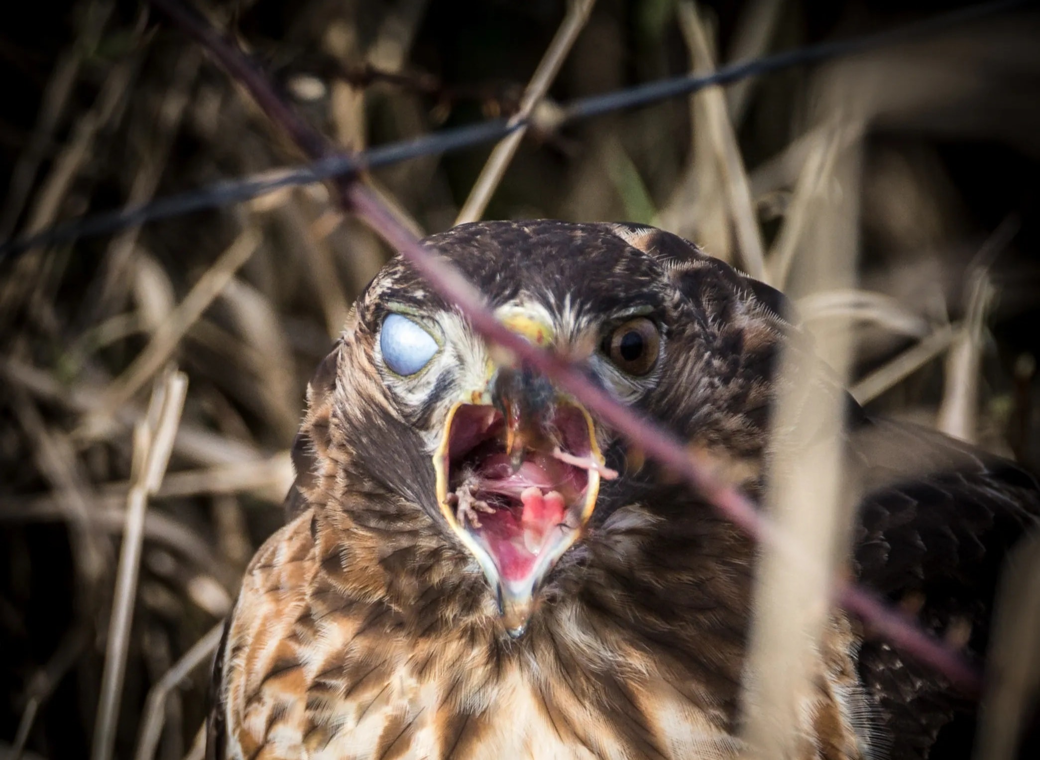 Red-Tailed Hawk — portrait